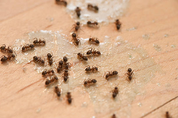 Best Emergency Pest Control  in Yuipa, CA