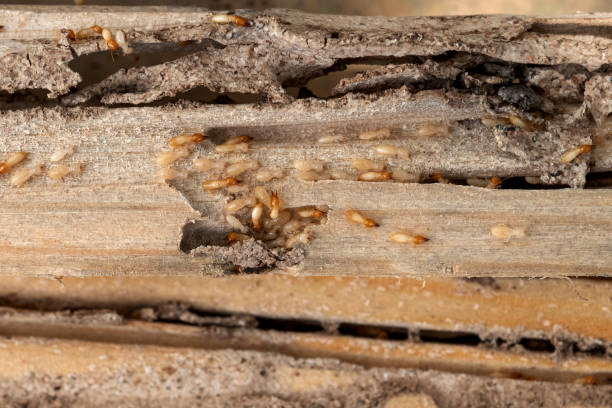 Best Affordable Exterminators  in Yuipa, CA